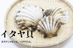 白とり貝 石垣貝の旬や生態 寿司 ハマちゃんによる鮨のトリセツ